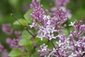 Meyers Lilac Syringa meyeri Palibin, close-up of blooming Royalty Free Stock Photo